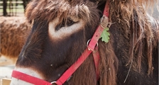 Discover the Poitou farm at Center Parcs Le Bois aux Daims