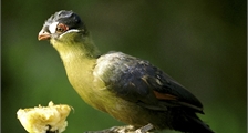 Animal care at Center Parcs Het Heijderbos