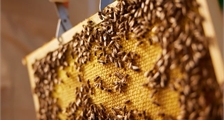 Honey workshop at Center Parcs Port Zélande